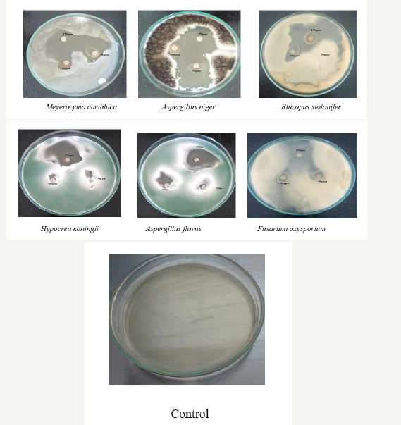 Click here to view Large image 7