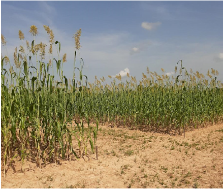 Click here to view Large image 6