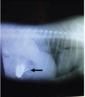 Click here to view Large Figure 1