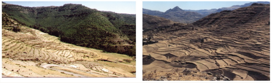 Click here to view Large Figure 5