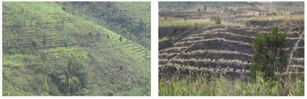 Click here to view Large Figure 6