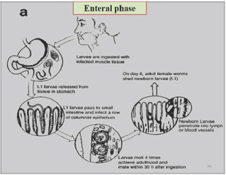 Click here to view Large Figure 3