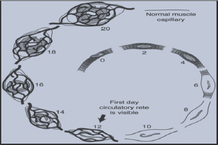 Click here to view Large Figure 5