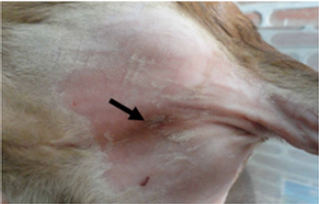 Click here to view Large image 1