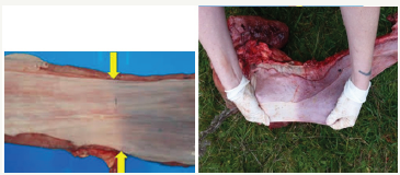 Click here to view Large images 3