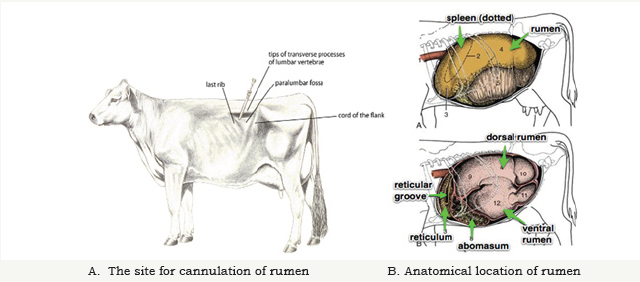 Click here to view Large images 4
