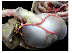 Click here to view Large image 5