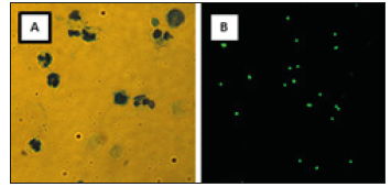 Click here to view Large image 1