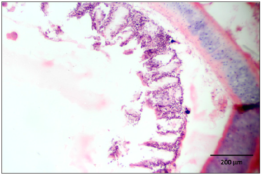 Click here to view Large image 12