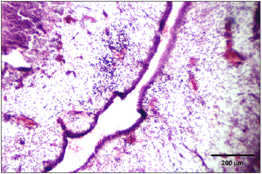 Click here to view Large image 4