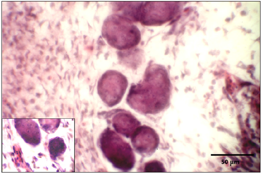 Click here to view Large image 8