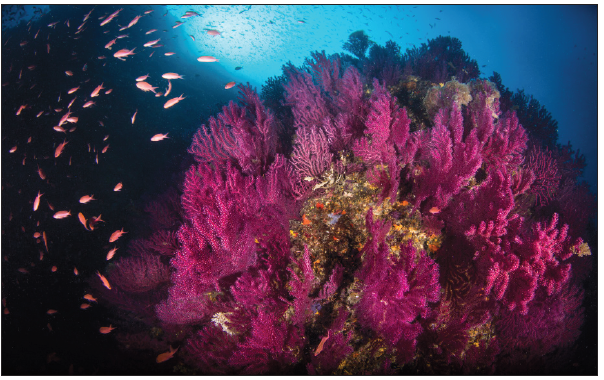 Click here to view Large image 1