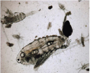 Click here to view Large image 1