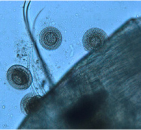 Click here to view Large image 2