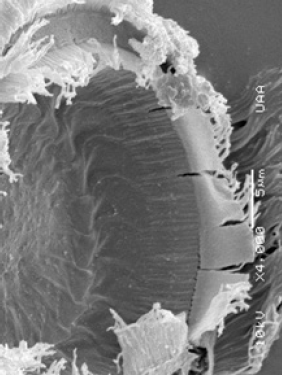 Click here to view Large image 5