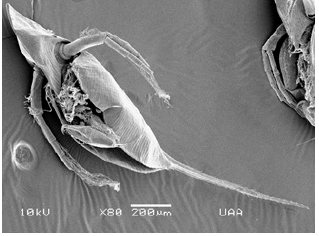 Click here to view Large image 6