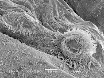 Click here to view Large image 8