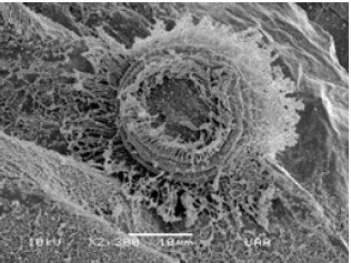 Click here to view Large image 9