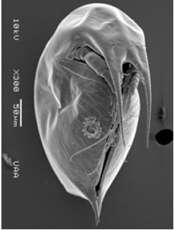 Click here to view Large image 10