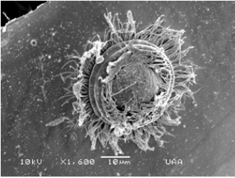 Click here to view Large image 11