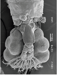 Click here to view Large image 13