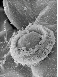 Click here to view Large image 14