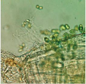 Click here to view Large image 15