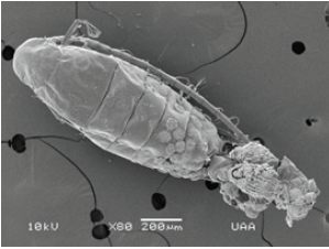 Click here to view Large image 16