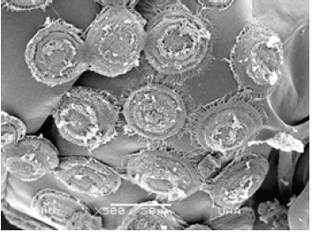 Click here to view Large image 17