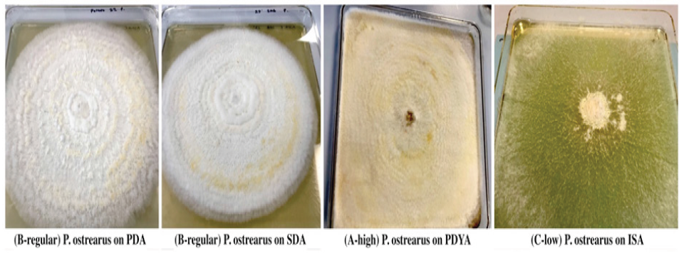 Click here to view Large image 4