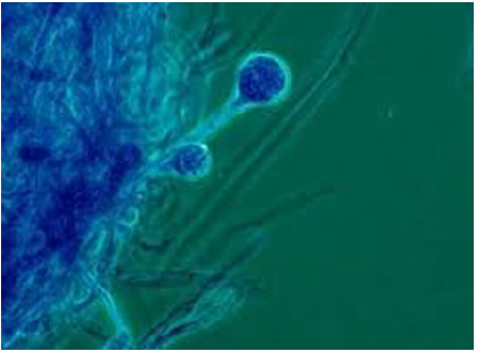 Click here to view Large image 1