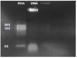 Click here to view Large image 2