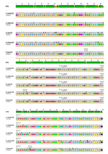 Click here to view Large image 6