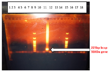 Click here to view Large image 1