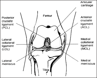 Click here to view Large Figure 1