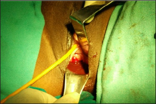 Click here to view Large Figure 5