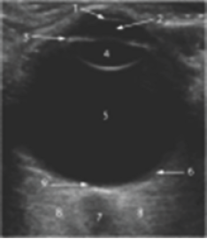 Click here to view Large Figure 3