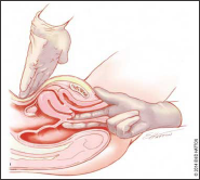 Click here to view Large Figure 1