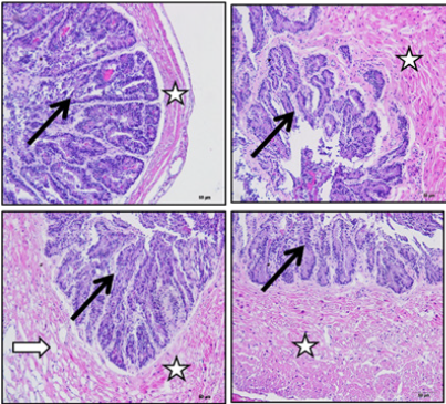Click here to view Large image 3