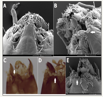 Click here to view Large image 2