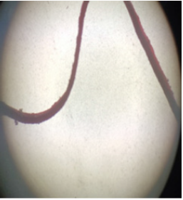 Click here to view Large image 9