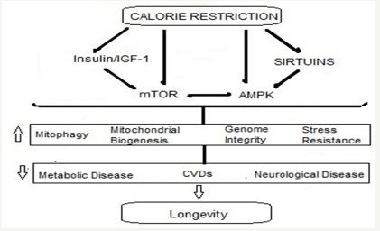 Click here to view Large Figure 4