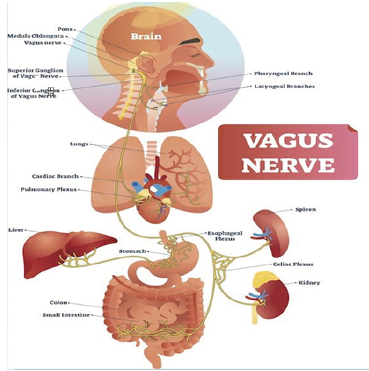 Click here to view Large Figure 1