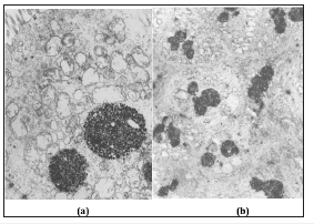 Click here to view Large image 10