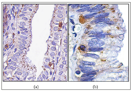 Click here to view Large image 6