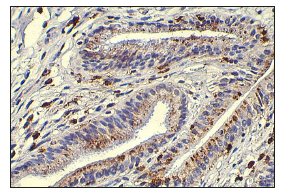 Click here to view Large image 8