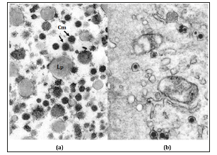 Click here to view Large image 9