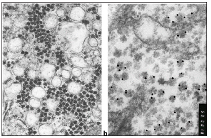 Click here to view Large image 2