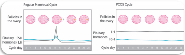 Click here to view Large Figure 2