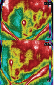 Click here to view Large Figure 2